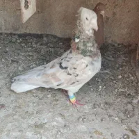 دم سفید. تکی هم میدم