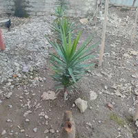 تعدادی گل یوکا بفروش میرسد|گل و گیاه طبیعی|کوچصفهان, |دیوار