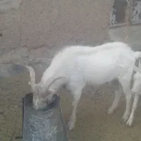 فروش چبش سانن|حیوانات مزرعه|قهستان, |دیوار