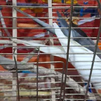 عروس هلندی|پرنده|شوشتر, |دیوار