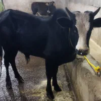 ورزاکوله چالوسی