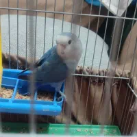 کوتوله برزیلی|پرنده|اصفهان, پوریای ولی|دیوار