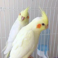 جفت عروس هلندی|پرنده|مشهد, شهید قربانی|دیوار