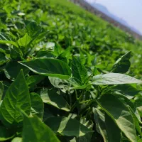فروش نشا فلفل دلمه ای رودان رهدار