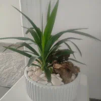 گل طبیعی آپارتمانی بونسای یوکا خاص وزیبا کادویی