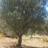 درخت زیتون|خدمات باغبانی و درختکاری|آزادشهر, |دیوار