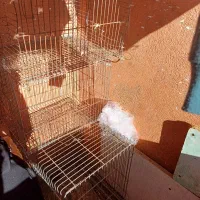 ۴ تا قفس یکی بزرگ بقیه معمولی