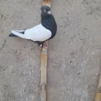 نروماده باهم قیمت ۲۵۰۰