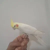 عروس هلندی لوتینو نر|پرنده|خورموج, |دیوار