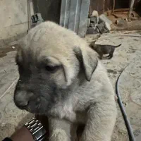 سرابی نسل بز دهکرد|سگ|شهرکرد, |دیوار