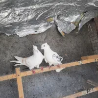 دو جفت پشت کاکلی