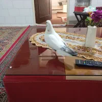 ماده کله دم
