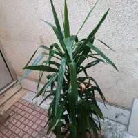 گل یوکا طبیعی|گل و گیاه طبیعی|قدس, شهرقدس|دیوار