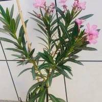 تاب وگل