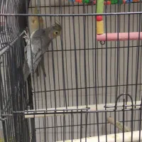 عروس هلندی|پرنده|بهار, |دیوار