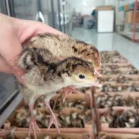 برنز انگلیس جوجه یک روزه