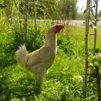 خروس لاری دورگه