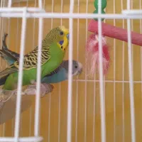 مرغ عشق تخم گذار