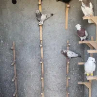 کبوتر رنگی