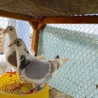کبوتر وکفتر