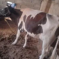 عقیلی روستای چم عربان|حیوانات مزرعه|شوشتر, |دیوار