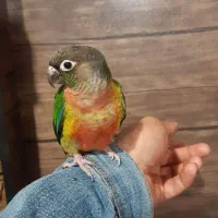 طوطی‌گرینچیک