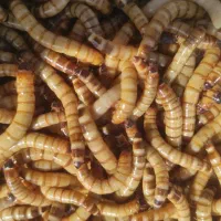 سوپرورم سوپرورم ، میلورم ، میل ورم دوبیا جیرجیرک