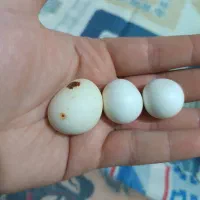 سنگ اسیاب سختی ده