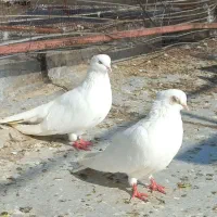 کبوتر سفید و سَبز کاکُلی (نوک کوتاه)