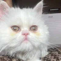 گربه پرشین دال فیس