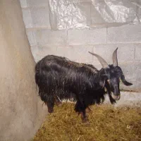 نرمیش بز|حیوانات مزرعه|مسجد سلیمان, |دیوار