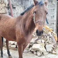 اسب  ترکمن|اسب و تجهیزات اسب‌سواری|بجنورد, |دیوار