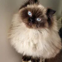 گربه هیمالین، ماده، یک سال و نیمه