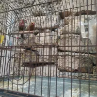 فنج توت فرنگی|پرنده|قرچک, باقرآباد|دیوار