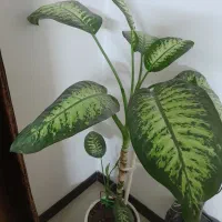 گل دیفن باخیا شاداب و سر حال