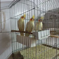 عروس پاریس|پرنده|اهواز, زوویه ۲|دیوار