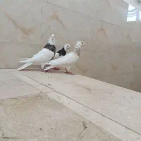 سه تا طوقی قاب ماده زاغ آبادانی عطقیه|پرنده|خمینی‌شهر, |دیوار