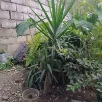 یوکا فروشی|گل و گیاه طبیعی|رامسر, |دیوار