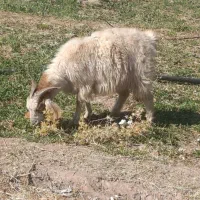 بز کره بز اوست سنگین|حیوانات مزرعه|کرمان, |دیوار