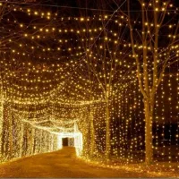 نور پردازی نخل|ریسه و چراغ تزئینی|بندرعباس, |دیوار