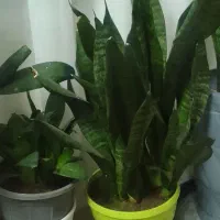 گل سانسوریا هویا|گل و گیاه طبیعی|تربت‌حیدریه, یحیی آباد|دیوار