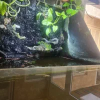 اکواریوم ) پالاداریوم|ماهی|ری, فیروزآبادی|دیوار