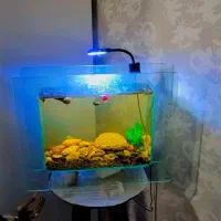 اکواریوم با ماهی