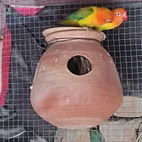 نر یوینگ گلد ماده فیشر پاستیلی