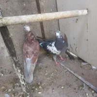 کفتر مخلف