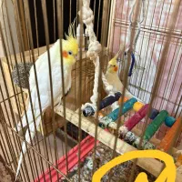 فروش چندجفت عروس هلندی|پرنده|بندر امام خمینی, |دیوار