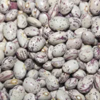 لوبیا چیتی درجه یک