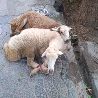 گوسفند و بره زنده همراه قصاب|حیوانات مزرعه|بجنورد, |دیوار