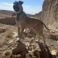 سگ سرابی ماده|سگ|زنجان, |دیوار