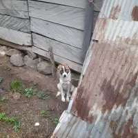 سگ نگهبان